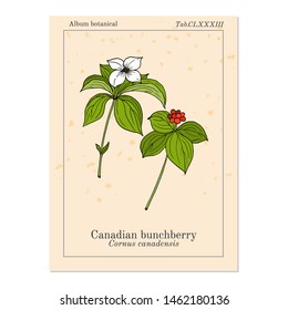 Canadian bunchberry (cornus canadensis), or dwarf cornel, quatre-temps, crackerberry, creeping dogwood, medicinal plant. Hand drawn botanical vector illustration