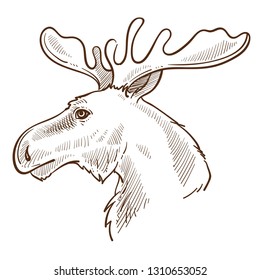 Canadian elk or moose symbol animal with branched horns wildlife isolated vector sketch head profile hoofed biological species hunting prey forest or woods creature herbivore hand drawn portrait.