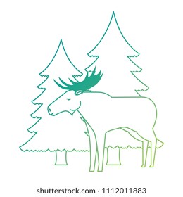 Canadian elk wild with pines forest