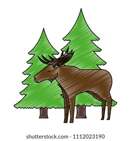Canadian elk wild with pines forest