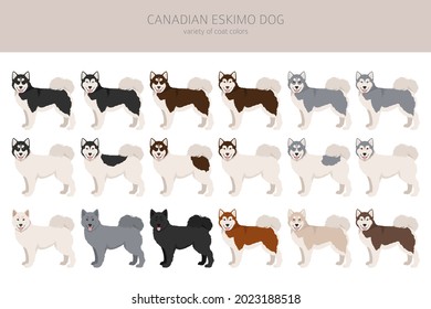 Candidato de perro esquimal. Postas diferentes, colores de abrigo.  Ilustración del vector