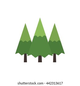Canadian evergreen tree
