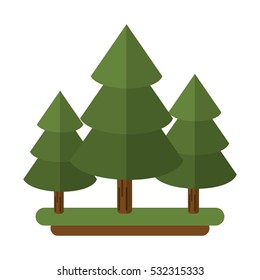 canadian evergreen tree pine