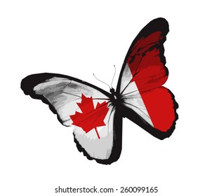 Canadian flag butterfly, isolated on white