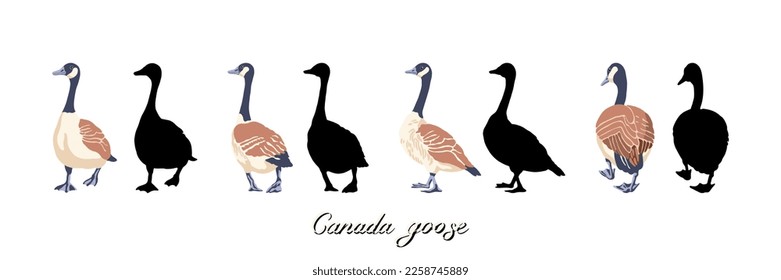 Canadian geese. Four black silhouettes and color illustrations. Vintage set of birds. Vector illustration