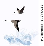 Canadian geese migrating