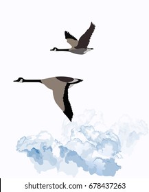 Canadian Geese Migrating