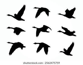 Canadian geese silhouettes vector art