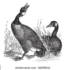 Canadian Goose (Bernicla Canadensis), vintage engraved illustration. Trousset encyclopedia (1886 - 1891).