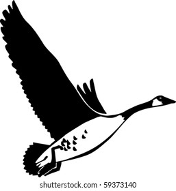 Canadian Goose Vector Illustration