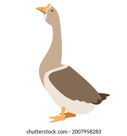 Canadian Goose Vector Illustration, Flat Style , Side View