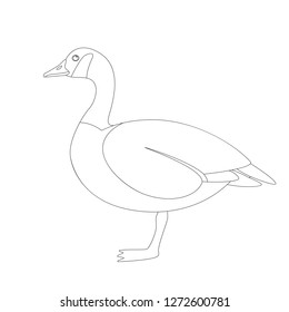 canadian goose, vector illustration ,  lining draw  ,profile