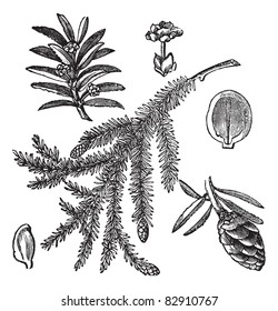 Canadian Hemlock or Tsuga canadensis or Eastern Hemlock, vintage engraving. Old engraved illustration of Canadian Hemlock isolated on a white background. Trousset encyclopedia (1886 - 1891).