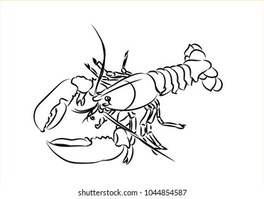 canadian lobster in Drawing style on white background