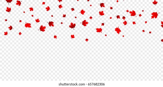 Canadian maple leaves background. Falling red leaves for Canada Day 1st July.