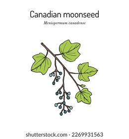 Semilla de luna canadiense, o parilla amarilla (Menispermum canadense), planta medicinal. Ilustración de vector botánico dibujada a mano