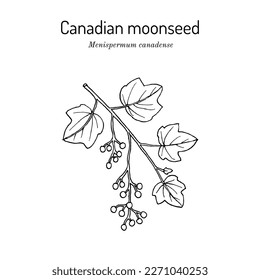 Semilla de luna canadiense, o parilla amarilla (Menispermum canadense), planta medicinal. Ilustración de vector botánico dibujada a mano