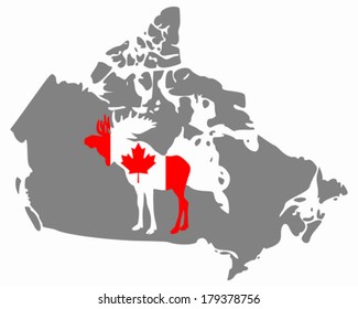 Canadian moose