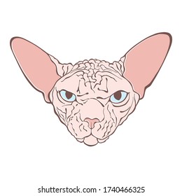 Canadian Sphinx, cat face.  Hand-drawn vector illustration on white. Isolated element for design.