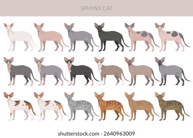 Canadian Sphynx Cat clipart. All coat colors set.  All cat breeds characteristics infographic. Vector illustration