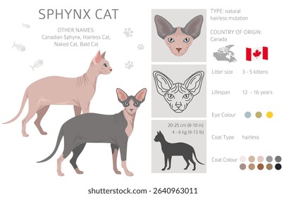 Canadian Sphynx Cat clipart. All coat colors set.  All cat breeds characteristics infographic. Vector illustration