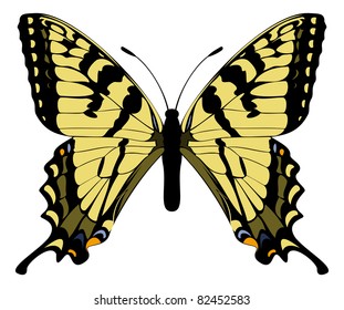 Canadian Tiger Swallowtail