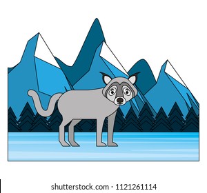 canadian wolf in winter landscape