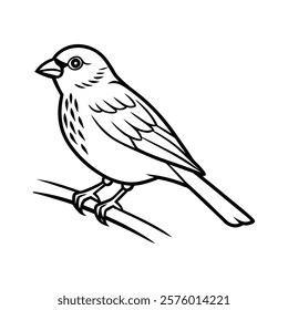 Canaries Bird On Branch Vector Illustration