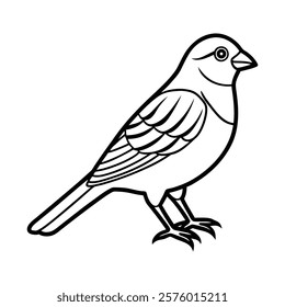 Canaries Bird Sketch Vector Illustration