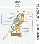 Canary bird internal anatomy and its body illustration with text. Diagram showing internal parts of a Canary Yorkshire for biology science education
