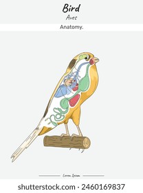 Canary bird internal anatomy and its body illustration. Diagram showing internal parts of a Canary Yorkshire for biology science education