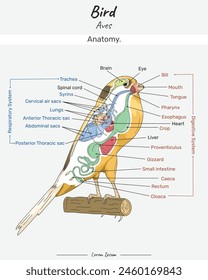 Canary bird internal anatomy and its body illustration with text. Diagram showing internal parts of a Canary Yorkshire for biology science education