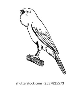 canary bird (Serinus canaria) Vector illustration of singing upright with a touch of black and white detail, suitable for logo design or as a pattern for your brand's clothes.