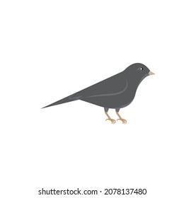 web de plantilla de diseño de ilustración de vector de aves canarias
