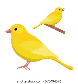 Canary Bird Vector Illustration Isolated On A White Background