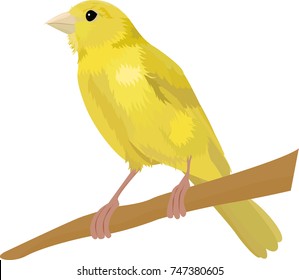 Canary bird vector illustration Isolated on white