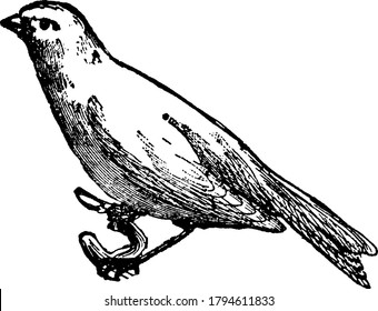 Canary birds are yellow small songbirds in the finch family, vintage line drawing or engraving illustration