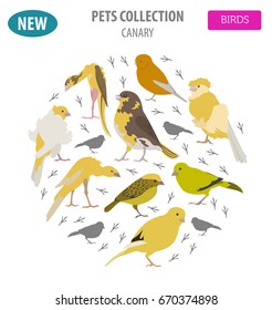 Canary breeds icon set flat style isolated on white. Pet birds collection. Create own infographic about pets. Vector illustration