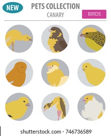 Canary breeds icon set flat style isolated on white. Pet birds collection. Create own infographic about pets. Vector illustration