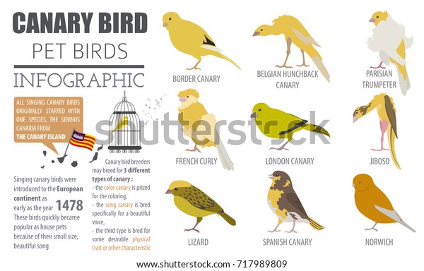 Vektor Stok Canary Breeds Icon Set Flat Style Tanpa Royalti 717989809