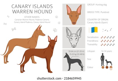 Canary Island Warren hound clipart. Different poses, coat colors set.  Vector illustration