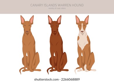 Canary Island Warren hound clipart. Different poses, coat colors set.  Vector illustration