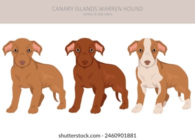 Canary Island Warren hound puppy  clipart. Different poses, coat colors set.  Vector illustration