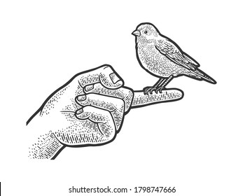 canary pet bird sitting on a finger sketch engraving vector illustration. T-shirt apparel print design. Scratch board imitation. Black and white hand drawn image.