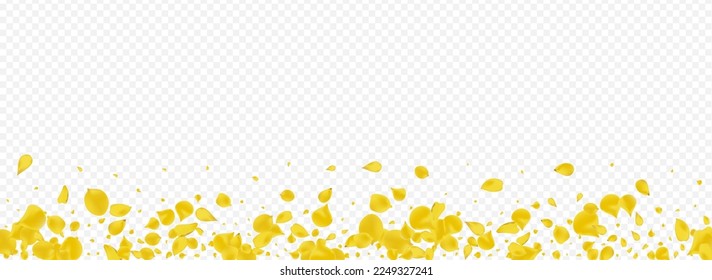 Canary Rose Summer Vector Panoramic Transparent Background. Spring Cherry Texture. Amber Floral Japanese Template. Yellow Sakura Falling Backdrop.
