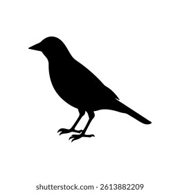 
Canary silhouette icon vector flat design on white background.