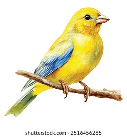 canary aquarela clipart ilustração isolada