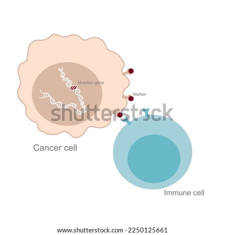 The cancer cell that has mutation gene inside that presents the markers on membrane for triggering the immune cell to destroy the abnormal cell with the specific binding process.