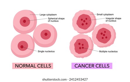 Cancer cells and Normal cells. comparison and difference between healthy tissue and tumor.