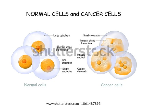 Normal Cells Images Stock Photos Vectors Shutterstock